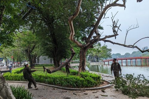 Công nhân chặt hạ cây sưa đỏ chết khô bên hồ Gươm