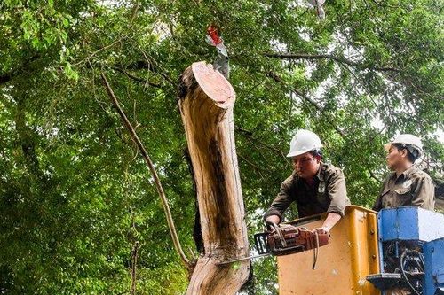 Hà Nội: Tiến hành chặt 3 cây sưa ven hồ Hoàn Kiếm