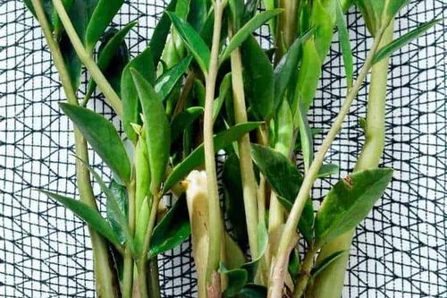 Dùng 2 loại nước này tưới cho cây kim tiền, chồi mới tranh nhau mọc, nhanh ra hoa