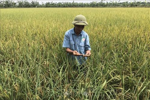 Gạo Bãi Rươi: Sản phẩm sạch hữu cơ ở Tứ Kỳ, Hải Dương