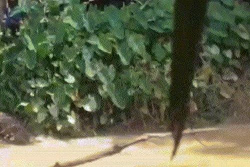 Con chơi dưới sông bị cá sấu cắn, mẹ tới giải cứu cũng bị lôi xuống