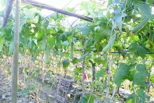 Loại quả rẻ như cho ở Việt Nam bỗng hóa đặc sản ở Trung Quốc