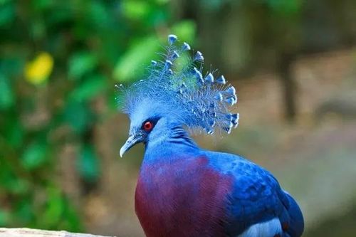Hình ảnh về những loài động vật sở hữu bộ lông kỳ lạ nhất thế giới