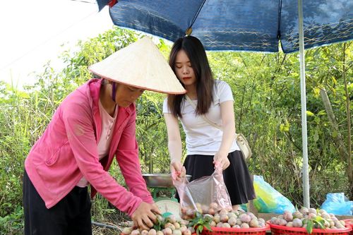 Phiêng Ban mùa mận chín