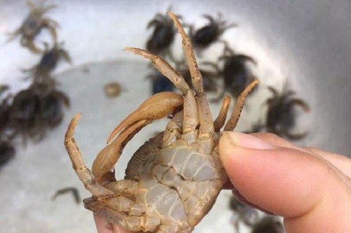 Mẹo hay chọn cua đồng nhiều thịt đẫm gạch đỏ, lựa con nào trúng con đó