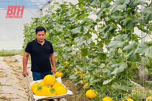 Phát triển nông sản trở thành hàng hóa theo chuỗi giá trị