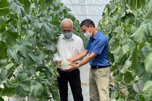 Dưa chuẩn hữu cơ ở HTX có diện tích nhà màng lớn nhất Hải Dương