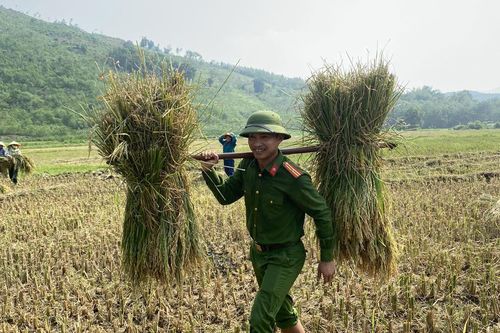 Hình ảnh đẹp về người chiến sĩ Công an đội nắng xuống đồng giúp dân gặt lúa