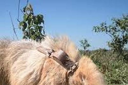 Loài thú ăn kiến khổng lồ bị bạch tạng duy nhất trên thế giới