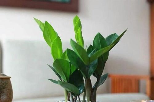 Trồng kim tiền nhớ làm việc này, cây nhanh đâm chồi nảy lộc, lá quanh năm xanh mướt