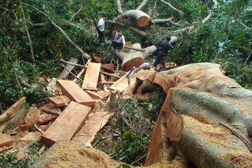 Quảng Ngãi: Làm rõ vụ phá rừng để mở đường