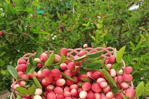 Ghé thăm Vườn Siro Ninh Thuận - Điểm đến mới hấp dẫn mùa hè