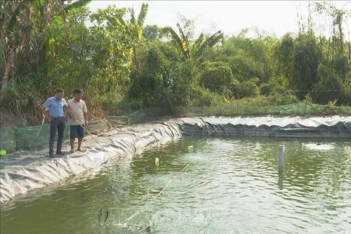 Khởi nghiệp nuôi cá đặc sản tại huyện biên giới cho thu nhập cao