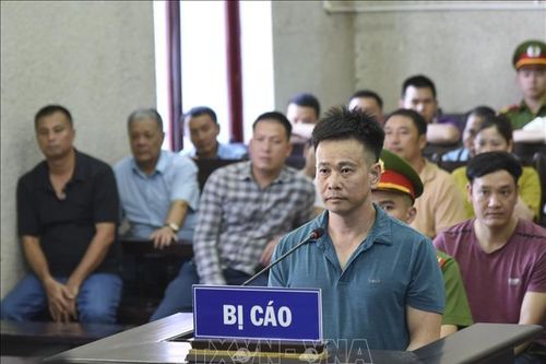 Xét xử các bị can trong vụ án phá rừng thông trên đèo Pha Đin