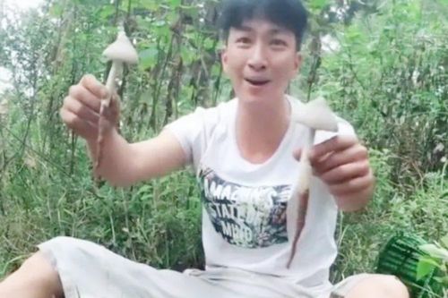 Ngày kiếm vài triệu nhờ săn 'vua nấm'