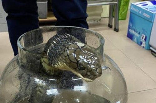 Tin tức 24h qua: Mua rắn hổ chúa để chồng 'nghe lời', một phụ nữ bị phạt 500 triệu đồng