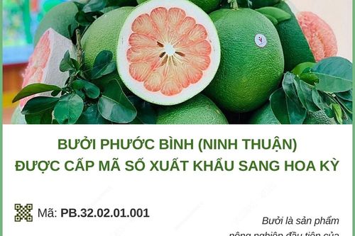 Bưởi Phước Bình được cấp mã số xuất khẩu sang Hoa Kỳ