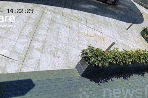 Cá sấu rơi xuống từ tòa nhà hơn 20 tầng, người dân sửng sốt