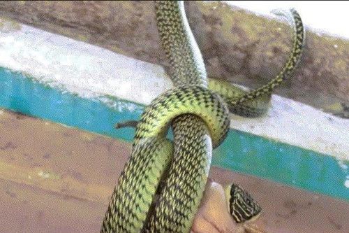 Rắn treo mình trước cửa nhà dân, nuốt chửng ếch đang giãy giụa