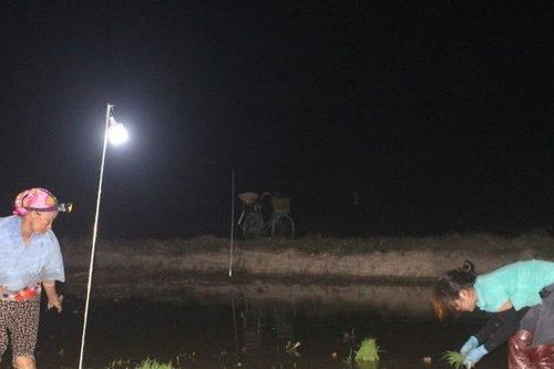 Tránh nắng nóng, nông dân chong đèn xuống đồng cấy lúa ban đêm