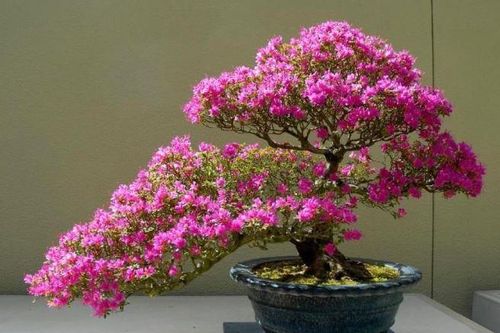 Tưới hoa giấy bằng thứ nước này, hoa nở quanh năm lại lâu tàn