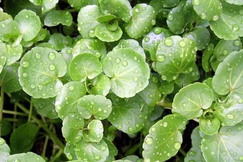 Cải xoong: Ăn sao cho bổ?