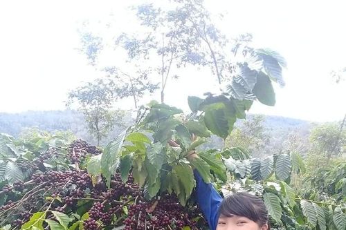 Xuất khẩu cà phê 5 tháng thu về hơn 2 tỉ USD