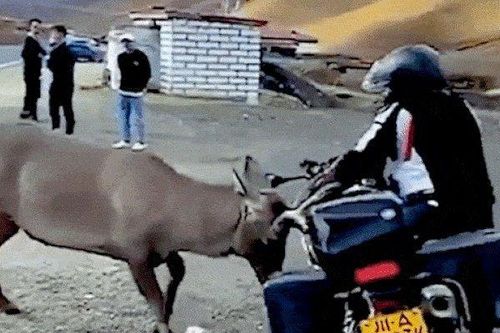 Clip: Lái môtô phân khối lớn bị hươu tấn công dữ dội