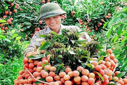 Quả vải Bắc Giang xuất khẩu sắp không phải vào tận Tp.Hồ Chí Minh chiếu xạ