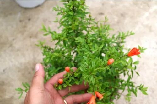 Tổ tiên dặn: 'Trong nhà trồng ngũ hoa, hoa cười người vượng', con cháu 3 đời chẳng sợ nghèo