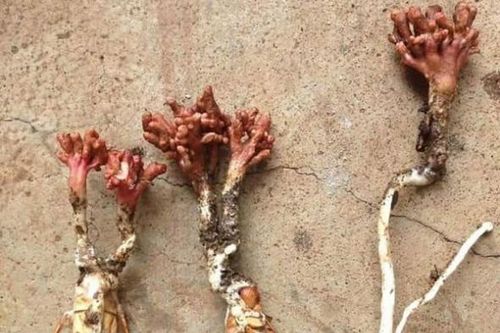 Liên tiếp nhiều người bị ngộ độc khi ăn nấm giống 'đông trùng hạ thảo'