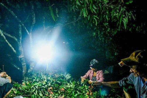 Hải Dương: Nông dân tất bật thu hoạch vải Thanh Hà sớm