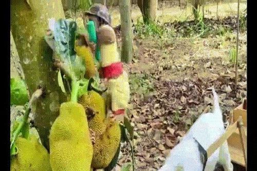 Khỉ và dê làm việc theo nhóm sẽ như thế nào?