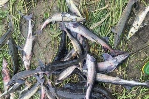 Lai Châu: Lũ quét trong đêm cuốn trôi 5 tấn cá tầm sắp thu hoạch