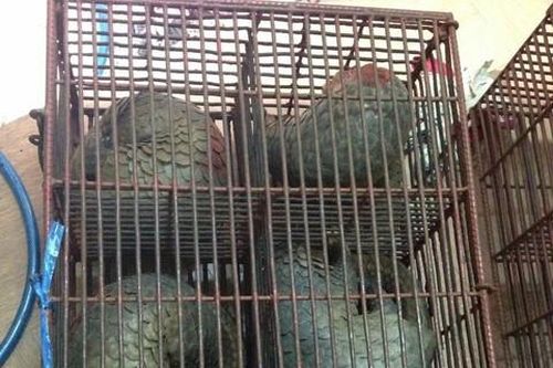 Truy tìm hai nữ giám đốc nghi liên quan việc buôn lậu