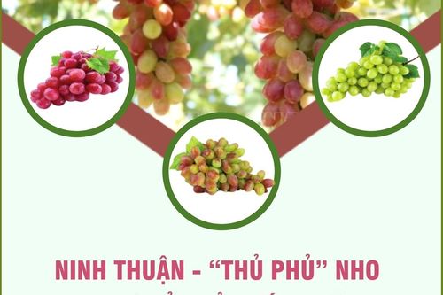 Ninh Thuận - 'thủ phủ' nho của cả nước