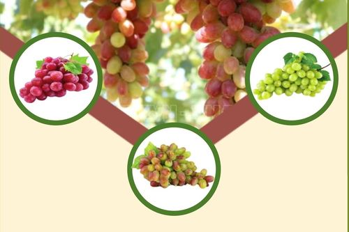 Các giống nho chính của Ninh Thuận