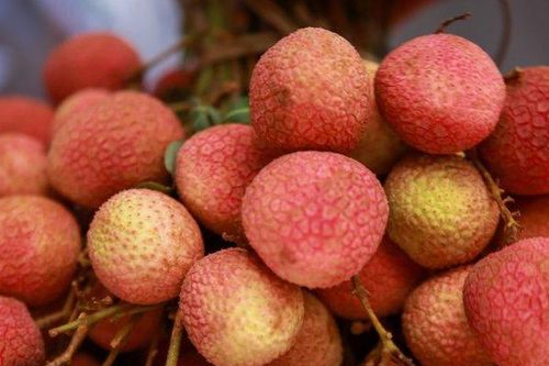 Thực hư chuyện ăn quả vải mắc viêm não Nhật Bản