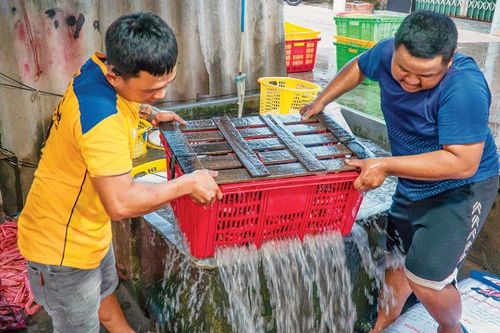 Nghề trói cua