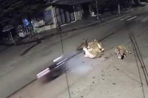 Clip: Phóng xe máy tông vào đàn bò nằm giữa ngã tư, tài xế gặp họa đáng sợ