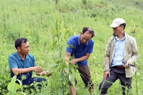 Tích cực chuyển đổi cơ cấu cây trồng