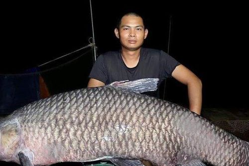 Cần thủ bán cá trắm đen nặng 41kg với số tiền 'khủng'
