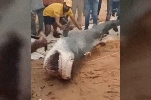 NÓNG trong tuần: 'Đòn thù' của người dân với con cá mập ăn thịt thanh niên trên biển Ai Cập