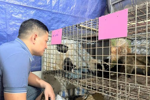 Quản lý các cơ sở gây nuôi động vật hoang dã