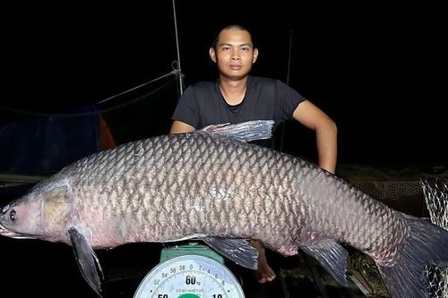 Cá trắm hơn 40 kg và loạt thủy quái khủng sa lưới cần thủ Việt