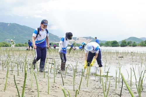 Chung tay phục hồi rừng ngập mặn