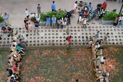 Đàn cá Koi hàng nghìn con được thả ở hồ Đầm Đông, người dân Hà Nội tấp nập đến cho ăn