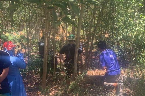 Phát hiện thi thể người đàn ông đang phân hủy trong vườn keo