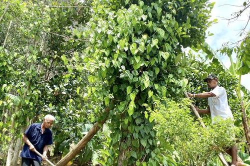 Những người 'giữ lửa' bản làng