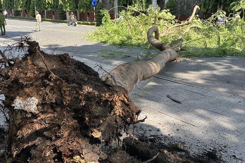 Cây lớn bất ngờ đổ ở Bình Dương, người đi đường thoát nạn trong gang tấc